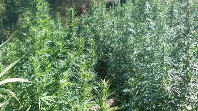 Μεσσηνία: Συνταξιούχος αστυνομικός σε κύκλωμα ναρκωτικών Μεσσηνία: Συνταξιούχος αστυνομικός σε κύκλωμα ναρκωτικών