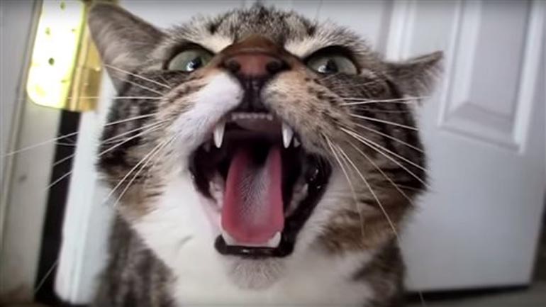 «Αιχμηρό» βίντεο της ΚΝΕ για την Χρυσή Αυγή