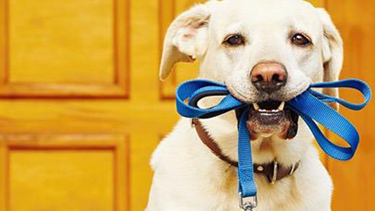 Η βόλτα του σκύλου καλύπτει τις συναισθηματικές ανάγκες του ιδιοκτήτη