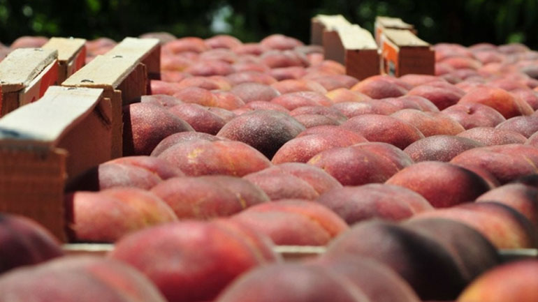 Οι κονσερβοποιοί βιομήχανοι σκέφτονται να προαναγγείλουν τις τιμές για τα ροδάκινα