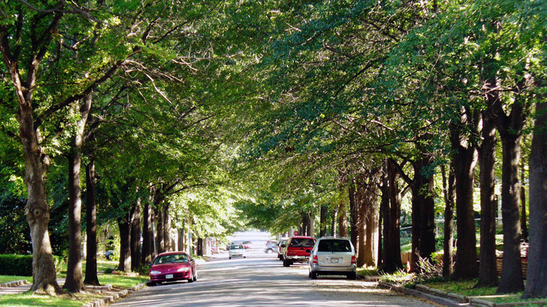 Έρευνα: Οι γειτονιές με πολλά δέντρα έχουν λιγότερα σοβαρά περιστατικά άσθματος