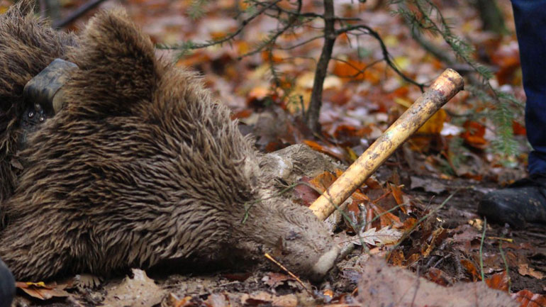 Γρεβενά: Διασώθηκε αρκούδα που είχε πιαστεί σε παράνομη παγίδα για αγριογούρουνα