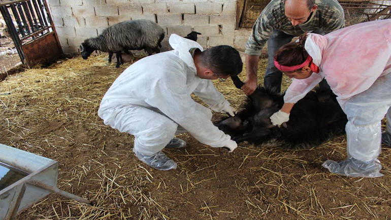 Ο Στρατός ανέλαβε δράση για την ασθένεια της ευλογιάς στα αμνοερίφια της Λέσβου
