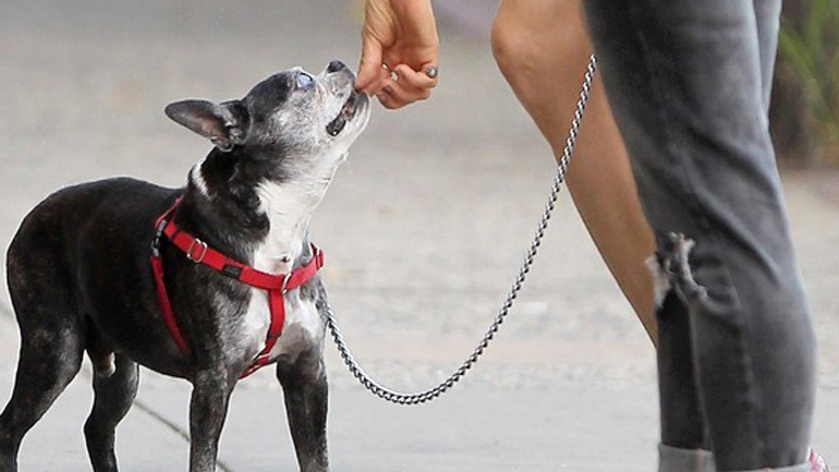Η φοβία των σκύλων προς αγνώστους