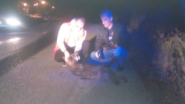 Νεκρή λύκαινα σε τροχαίο ατύχημα στην Καστοριά