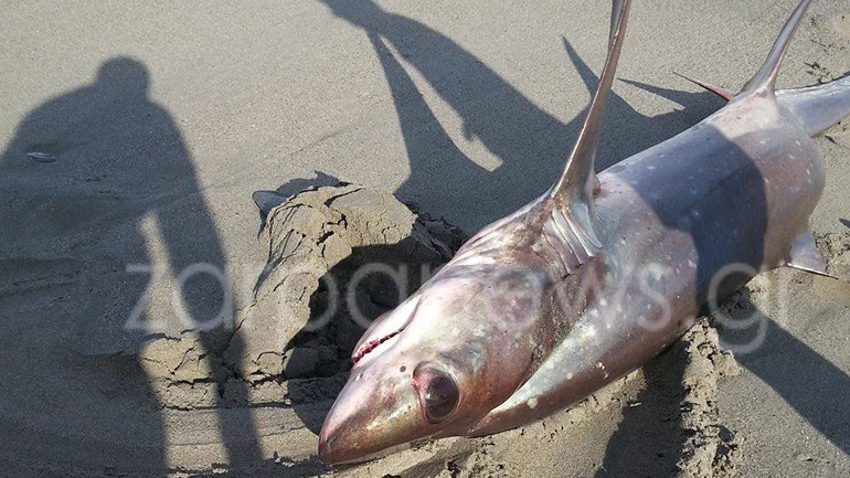 Καρχαριοειδές 3 μέτρων στον Πλατανιά Χανίων