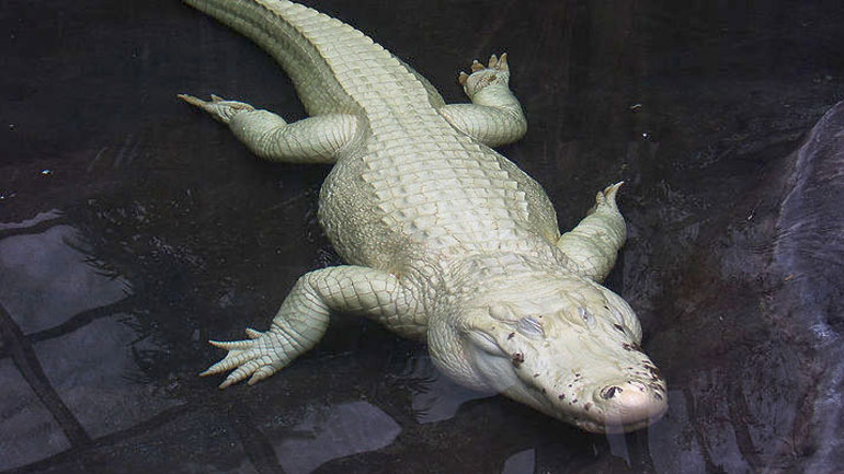 Σπάνιος λευκός κροκόδειλος βρέθηκε σε ποταμό της Βόρειας Αυστραλίας