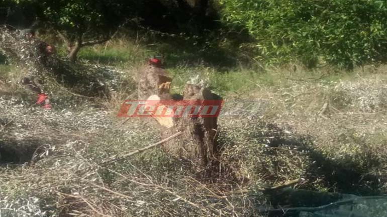 Πήγε να μαζέψει τις ελιές αλλά έλειπαν τα… δέντρα