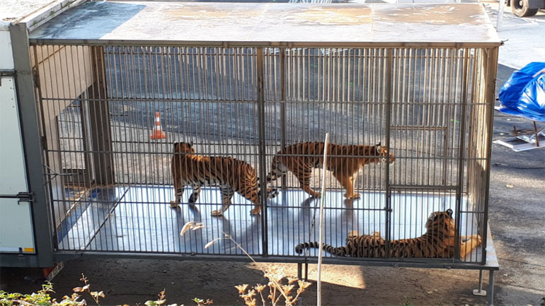 Τίγρης προκαλεί πανικό στο Παρίσι – εκτελέστηκε διότι δεν μπορούσαν να την επαναφέρουν στο τσίρκο