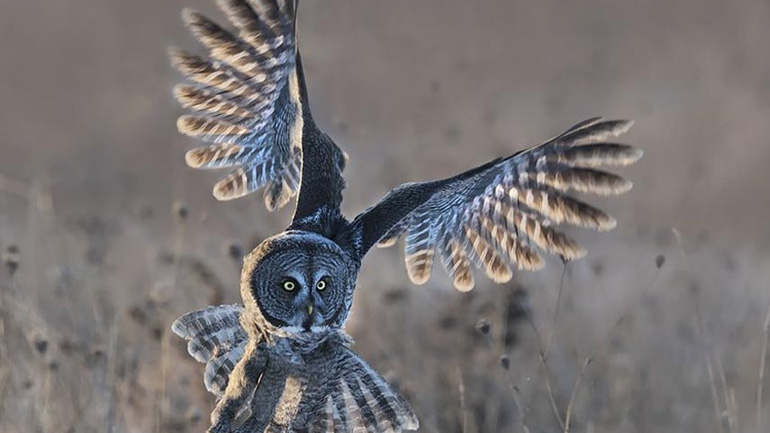 Αυτές είναι οι εντυπωσιακές φωτογραφίες για τον εφετινό διαγωνισμό Nat Geo Nature