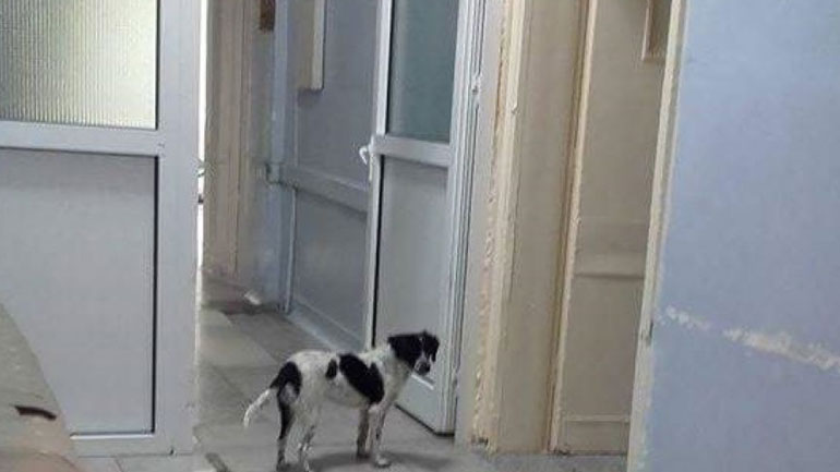 ΠΟΕΔΗΝ: Σκυλιά επιτίθενται και τραυματίζουν εργαζόμενους στο νοσοκομείο Κιλκίς