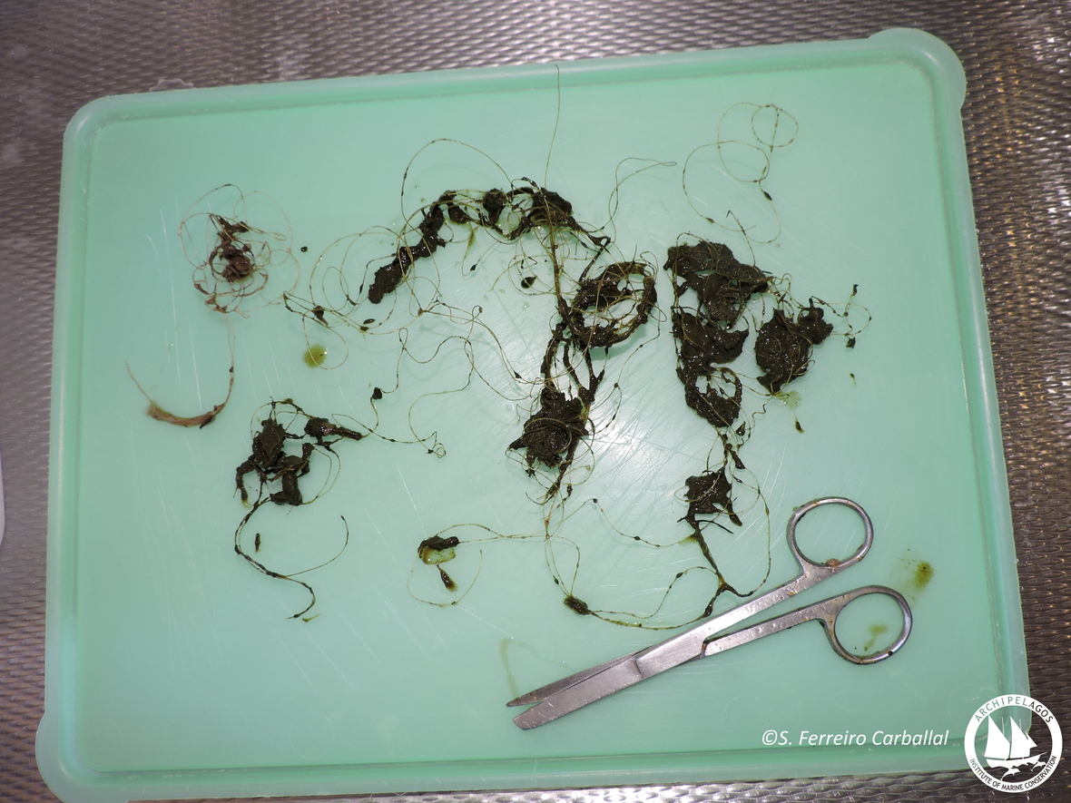 Η πετονιά που βρέθηκε στο πεπτικό σύστημα της πράσινης χελώνας και προκάλεσε το θάνατό της