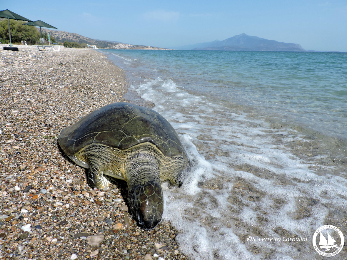 Η Πράσινη χελώνα (Chelonia mydas)