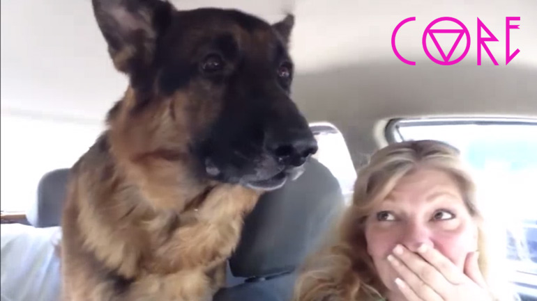 Σκύλος ανακαλύπτει ότι έφτασε στον κτηνίατρο