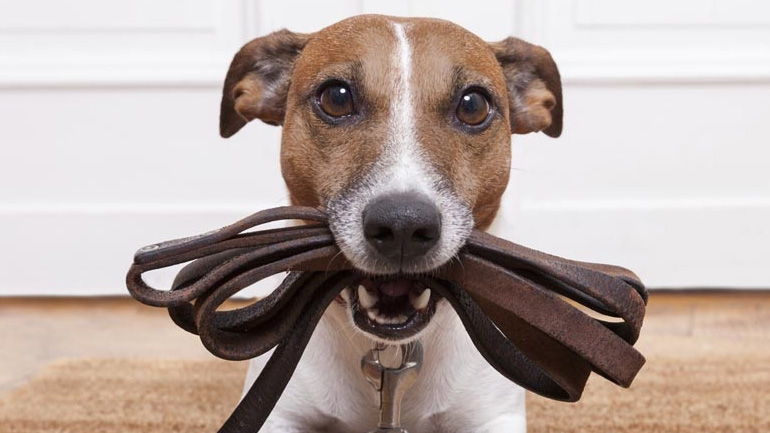Πώς το κατοικίδιο κάνει τη ζωή σου καλύτερη