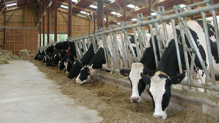 Κρούσμα σπογγώδους εγκεφαλοπάθειας των βοειδών εντοπίστηκε στο βορειοδυτικό τμήμα της Ισπανίας