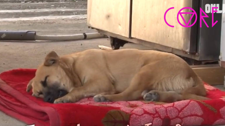 Κακοποιημένος σκύλος κλαίει στον ύπνο του