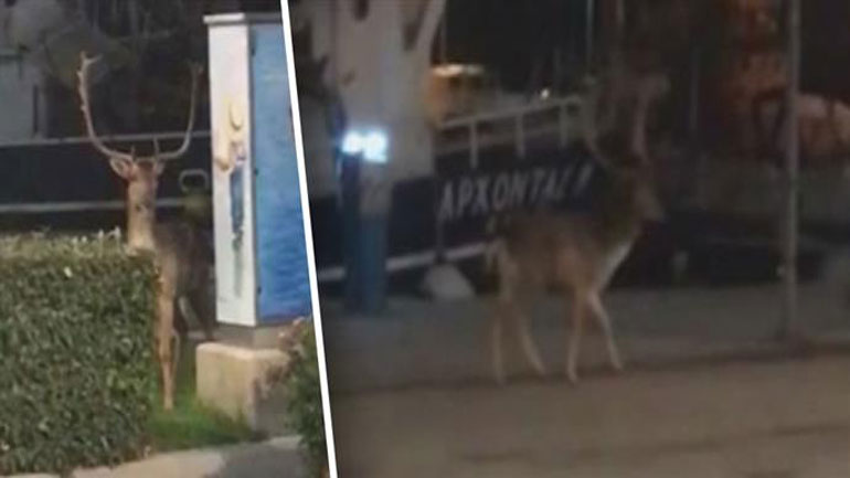Ελάφι βγήκε βόλτα στο λιμάνι της Λήμνου!