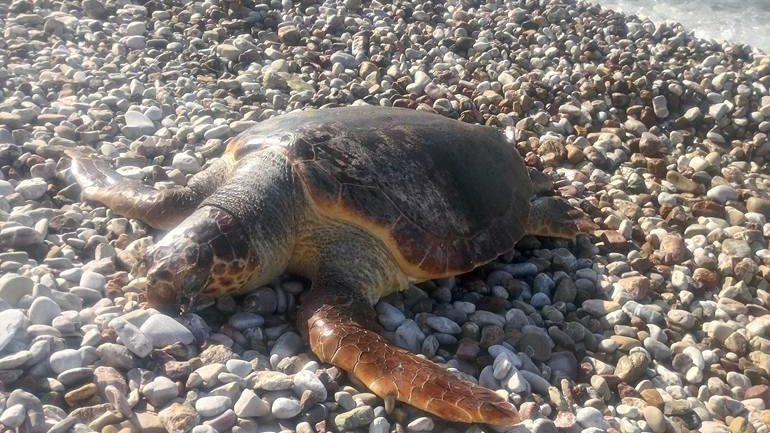 Νεκρή καρέτα-καρέτα στην Πάτρα