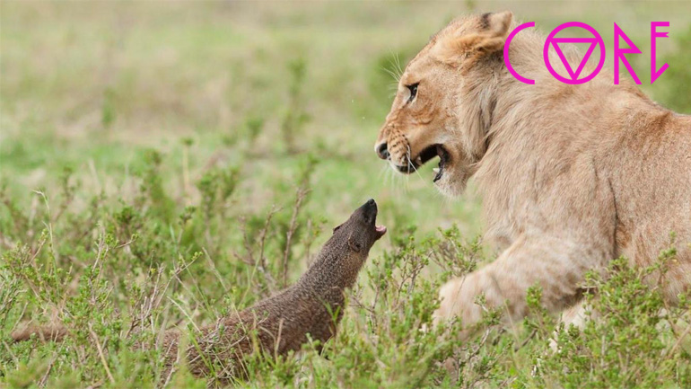 Γενναία μαγκούστα τα βάζει με λιοντάρια