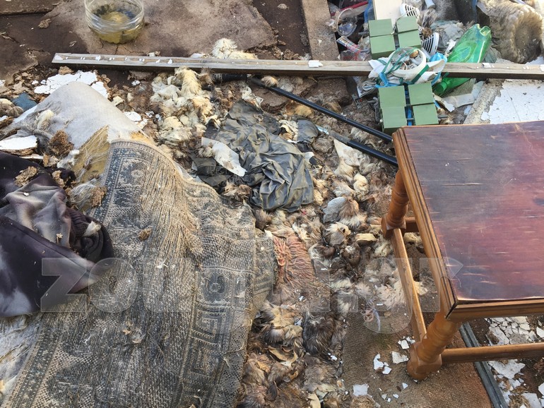 Τρίχες και τομάρια ζώων, πολλών διαφορετικών χρωμάτων...