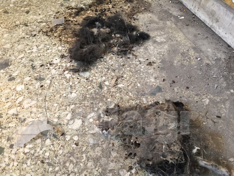 Τομάρια ζώων, γατιών και σκυλιών. Σε κάποια υπάρχουν σημάδια τεμαχισμού.