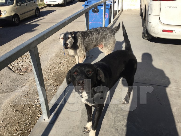 Τα δύο από τα 4 σκυλιά που διασώθηκαν, χάρη στα γαβγίσματα του 'Ιντεφίξ' (πίσω)