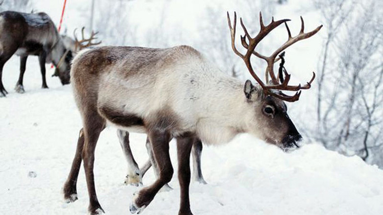 Νορβηγία: Διαστάσεις «μάστιγας» λαμβάνουν οι συγκρούσεις τρένων με… ταράνδους