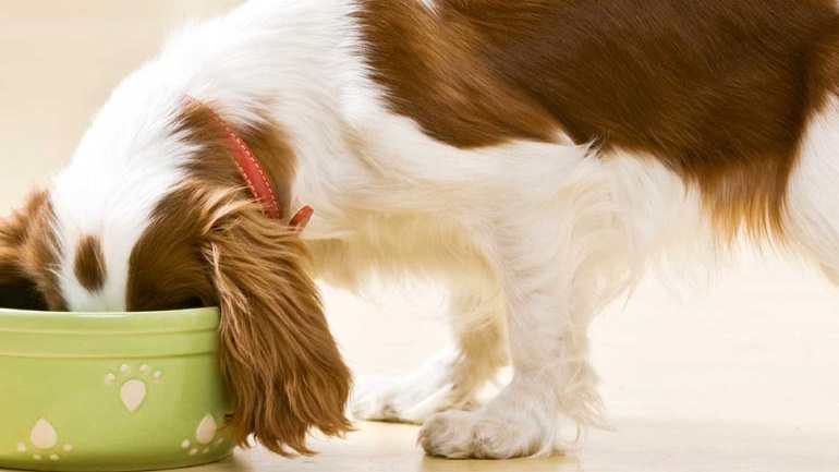 Τι πρέπει να ξέρεις για την τροφή του σκύλου σου