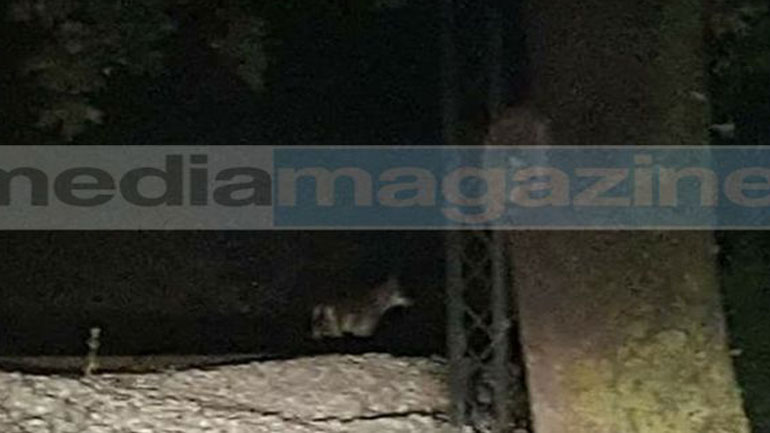 Μαρτυρία κατοίκου του Κρυονερίου επαναφέρει το θέμα της επανεμφάνισης λύκων στην Αττική