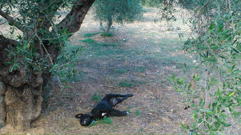 Κρήτη: Κρέμασαν σκυλί από δέντρο