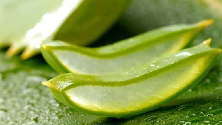 Ποια είναι τα οφέλη της αλόης στα μαλλιά μας;