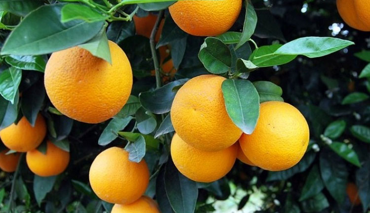 Δέσμευση 3,5 τόνων εσπεριδοειδών στον Πειραιά