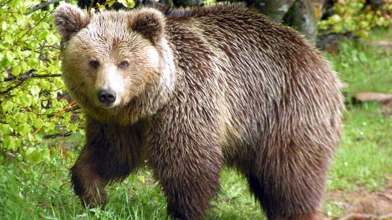 Ήπειρος: Κυνηγοί σκότωσαν αρκούδα