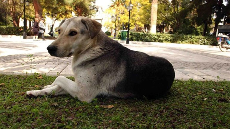 Αχαΐα: Επικήρυξη 1000 ευρώ για αυτούς που κρέμασαν τον σκύλο από το δέντρο