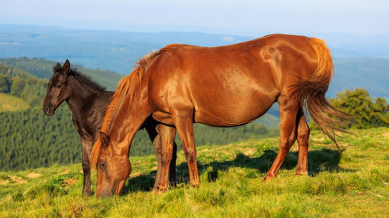 Χριστουγεννιάτικο Μπαζάρ – Εκδήλωση από τον Ελληνικό Σύλλογο Προστασίας Ιπποειδών στο Μαρκόπουλο