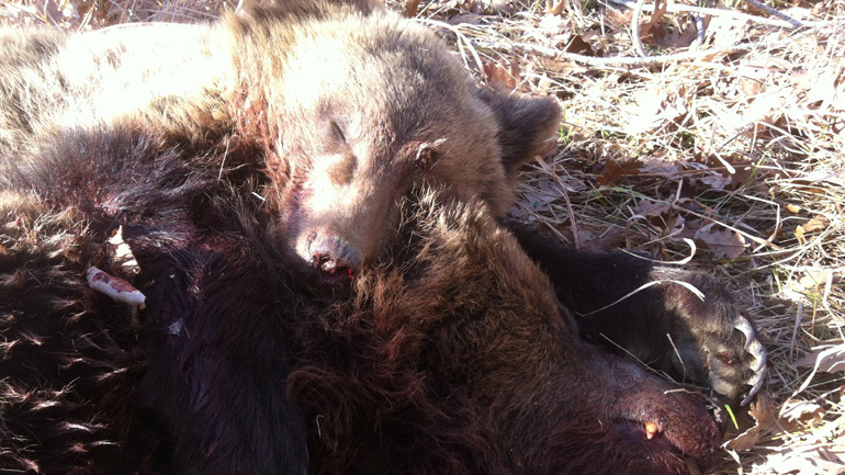 Αρκούδα βρέθηκε νεκρή, πυροβολημένη από κυνηγετικό όπλο