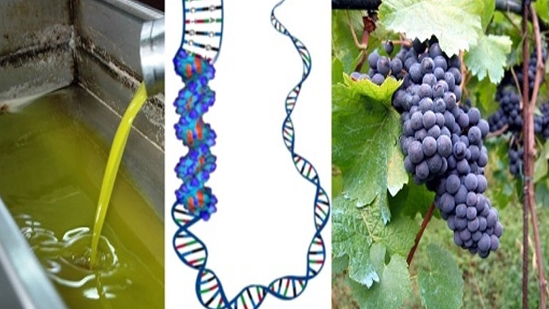 Πρωτόκολλο συνεργασίας υπέγραψαν το Ίδρυμα Τεχνολογίας & Έρευνας και το Γεωπονικό Πανεπιστήμιο Αθηνών