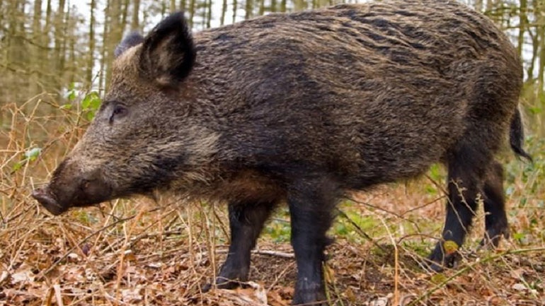 Θεσσαλονίκη: Μέτρα για την αντιμετώπιση της εμφάνισης αγριογούρουνων