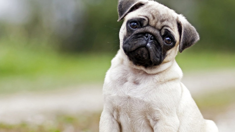 Τι ράτσα σκύλου πρέπει να έχεις ανάλογα με την προσωπικότητά σου