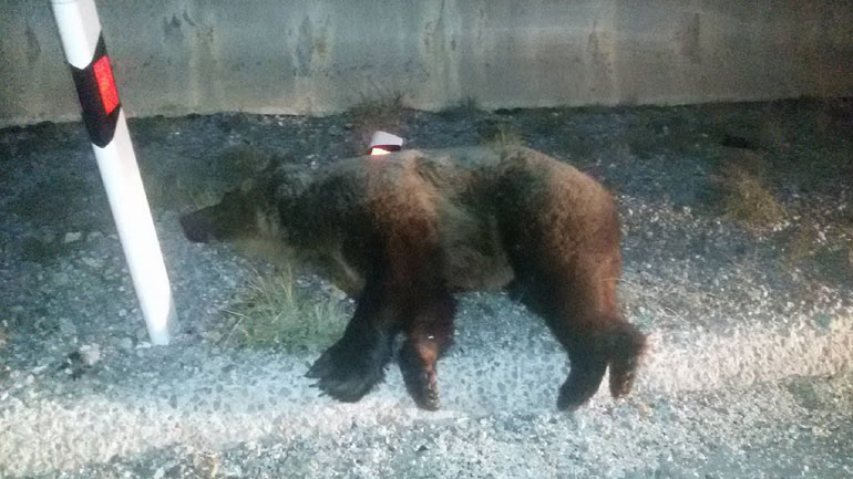 Νεκρή αρκούδα μετά από σύγκρουση με φορτηγό στην Εγνατία Οδό