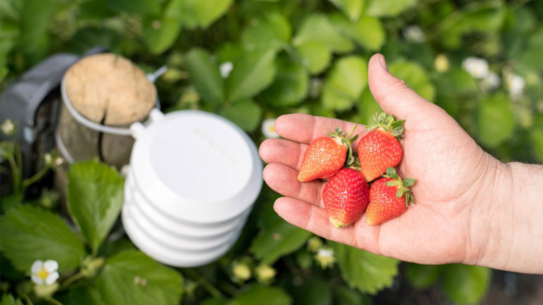 Η Bosch επενδύει στην «έξυπνη» γεωργία