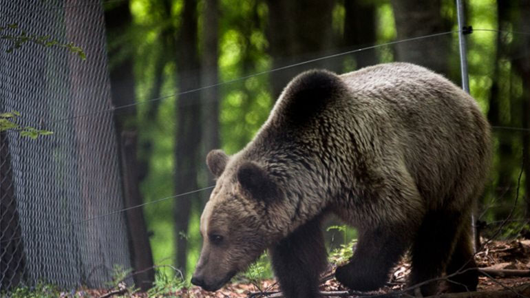 Επέκταση της εγκατάστασης ηλεκτροφόρων συρμάτων ζητεί ο «Αρκτούρος» μετά τα δυστυχήματα με θύματα αρκούδες