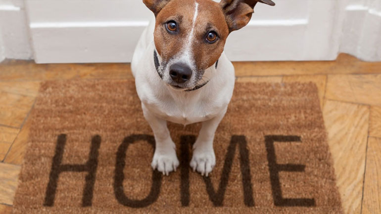 Επτά πράγματα που δεν ξέρεις για το κατοικίδιο σου