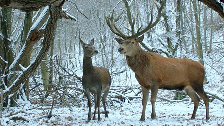 «Η Ψυχή και το Σώμα» της Ίντικο Ενιέντι