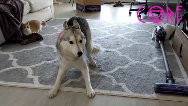 Το χάσκι δαιμονίστηκε