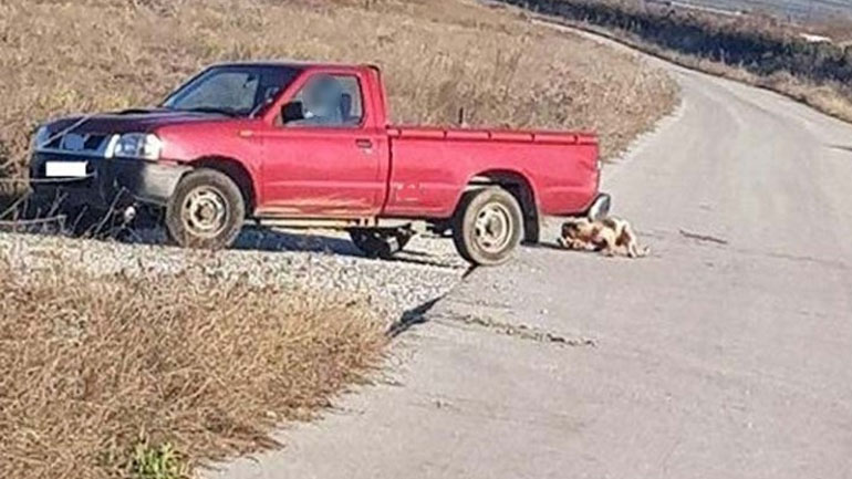 Βασανίζοντας Ζώα: Το ελληνικό όνειδος