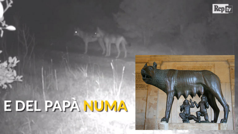 Ρώμη: Οι λύκοι επέστρεψαν στην πόλη τους