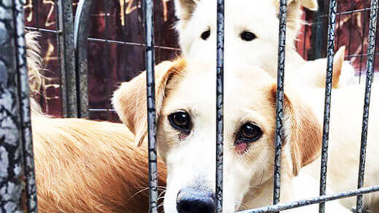 Κίνα: Χειροπέδες σε άτομα που πουλούσαν δηλητηριασμένες σύριγγες για τη θανάτωση σκύλων