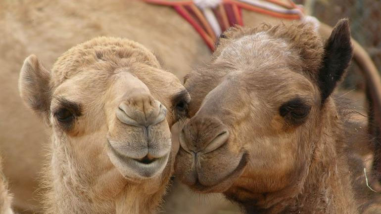 Yπερσύγχρονο νοσοκομείο για καμήλες άνοιξε στο Ντουμπάι
